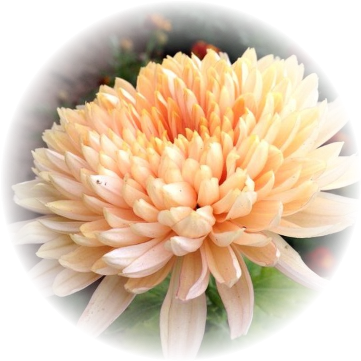 Арес шампань хризантема мультифлора. Хризантема мультифлора арес. Арес шампань. Хризантема мультифлора арес. Хризантема мультифлора арес.